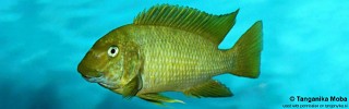 Petrochromis macrognathus 'Katete'.jpg