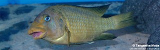 Petrochromis macrognathus 'Katumbi Point'.jpg