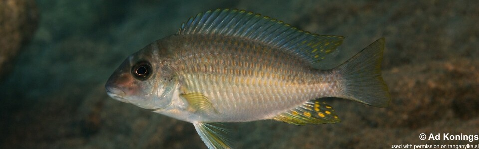 Petrochromis orthognathus 'Luhanga'<br><font color=gray>Interochromis orthognathus 'Luhanga'</font>