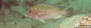 Petrochromis orthognathus 'Bulu Point'.jpg