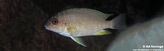 Petrochromis orthognathus 'Cape Tembwe'.jpg