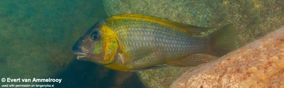 Petrochromis polyodon (Zambia)