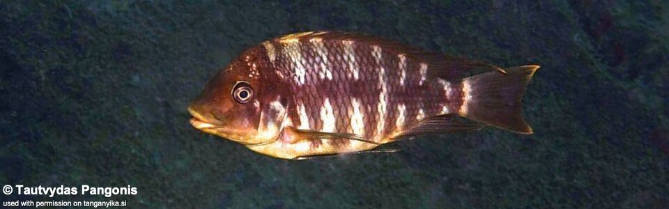 Petrochromis sp. 'red mpimbwe' Kala - Petrochromis sp. 'kipili brown' Kala