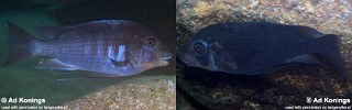 Petrochromis sp. 'sky blue'