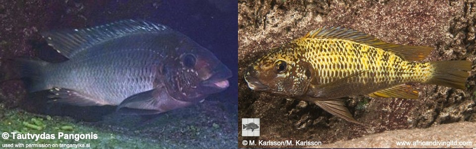 Petrochromis sp. 'texas blue' Mvuna Island