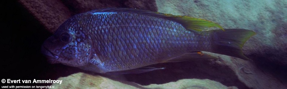 Petrochromis sp. 'texas isonga' Sibwesa