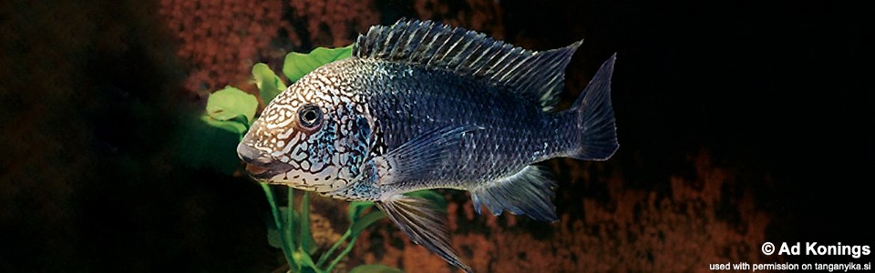 Petrochromis sp. 'texas' (unknown locality)