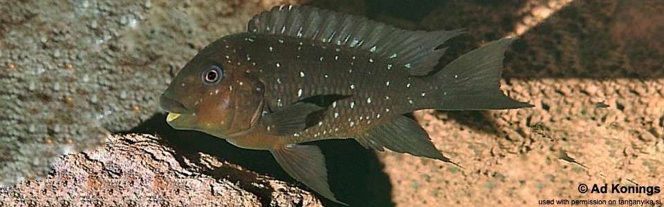 Petrochromis trewavasae (unknown locality)