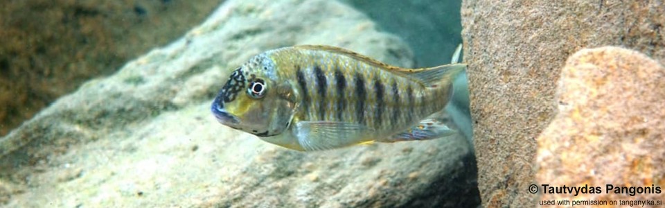 Pseudosimochromis babaulti 'Bilinge Bay'