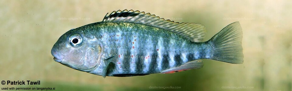 Pseudosimochromis babaulti (Zambia) - Pseudosimochromis pleurospilus (Zambia)