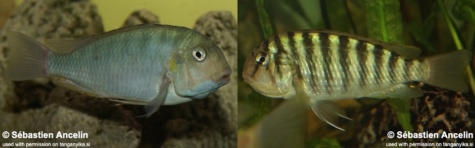 Pseudosimochromis curvifrons 'Cameron Bay'