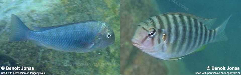 Pseudosimochromis curvifrons 'Kasanga'