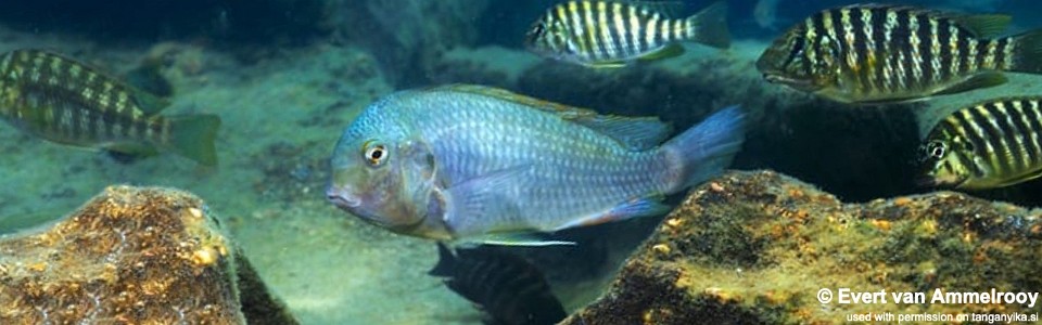 Pseudosimochromis curvifrons 'Sibwesa'