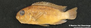 Pseudosimochromis margaretae