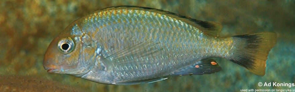 Pseudosimochromis marginatus 'Kiriza'