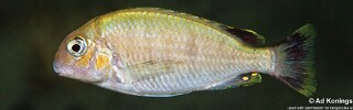 Pseudosimochromis marginatus 'Miyako Point'.jpg
