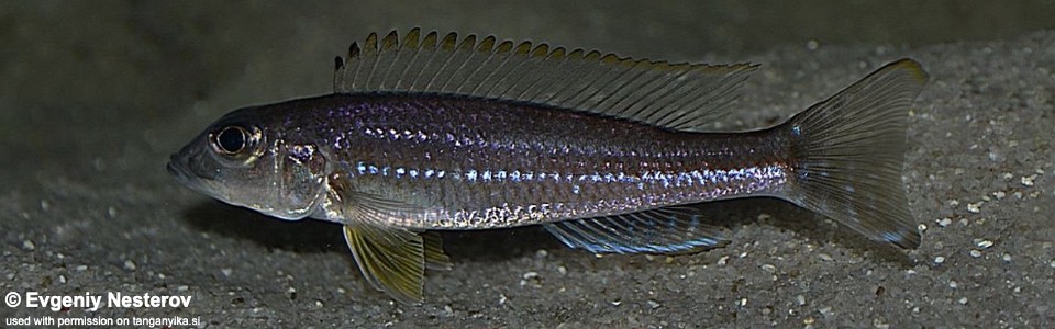 Reganochromis calliurus (Burundi)