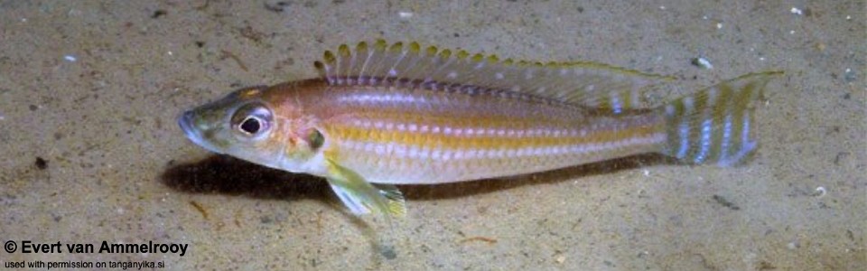 Reganochromis calliurus 'Chituta'