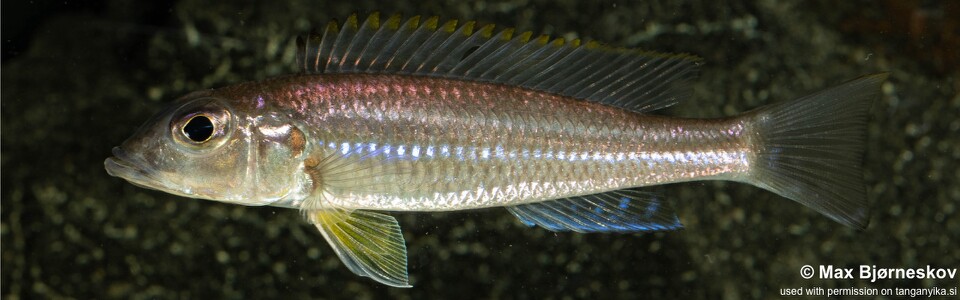 Reganochromis calliurus 'Kalalangabo'