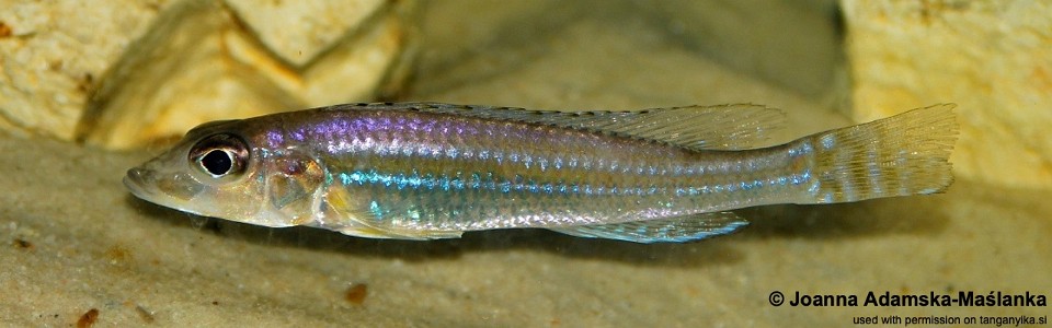 Reganochromis calliurus 'Karago'