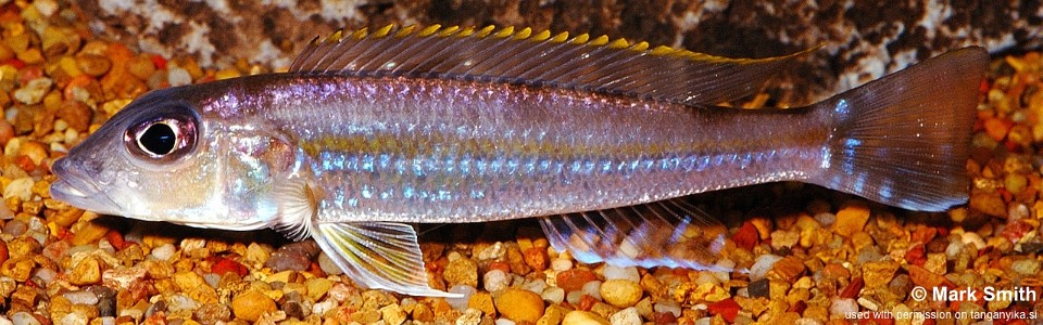 Reganochromis calliurus (Zambia)