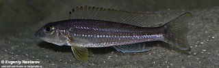 Reganochromis calliurus 'Burundi'.jpg