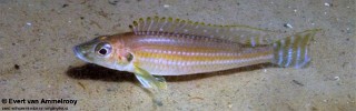 Reganochromis calliurus 'Chituta'.jpg