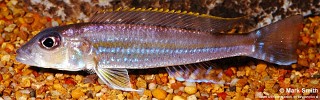 Reganochromis calliurus (Zambia).jpg