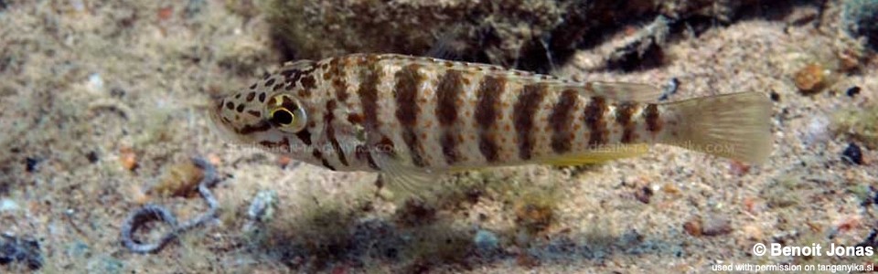 Shuja horei 'Cape Mpimbwe'<br><font color=gray>Ctenochromis horei 'Cape Mpimbwe'</font>