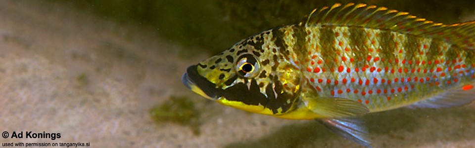 Shuja horei 'Kalambo Lodge'<br><font color=gray>Ctenochromis horei 'Kalambo Lodge'</font>