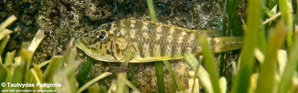 Shuja horei 'Kisambala'<br><font color=gray>Ctenochromis horei 'Kisambala'</font>