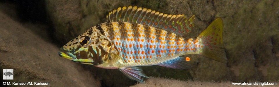 Shuja horei 'Kitawe'<br><font color=gray>Ctenochromis horei 'Kitawe'</font>