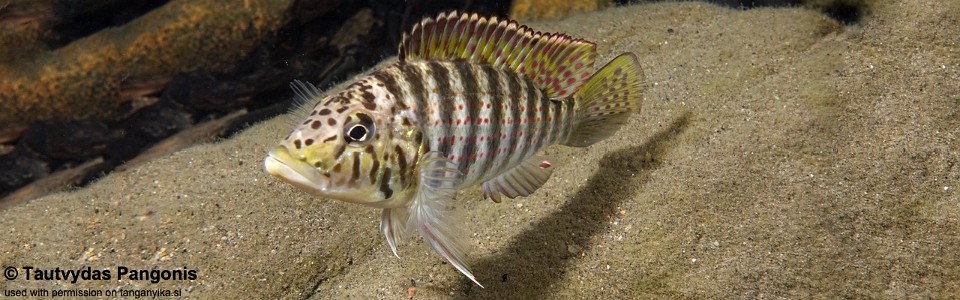 Shuja horei 'Mkangazi'<br><font color=gray>Ctenochromis horei 'Mkangazi'</font>