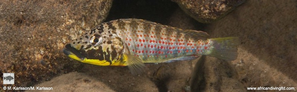 Shuja horei 'Nkonkonti Point'<br><font color=gray>Ctenochromis horei 'Nkonkonti Point'</font>