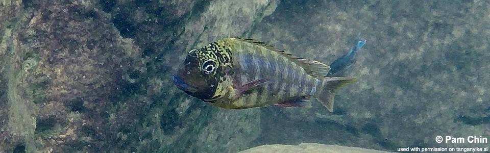 Simochromis diagramma 'Isanga Bay'