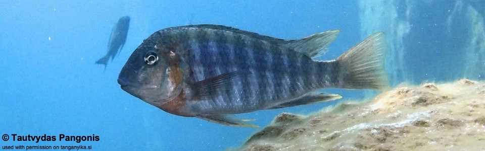 Simochromis diagramma 'Mtego Bay'