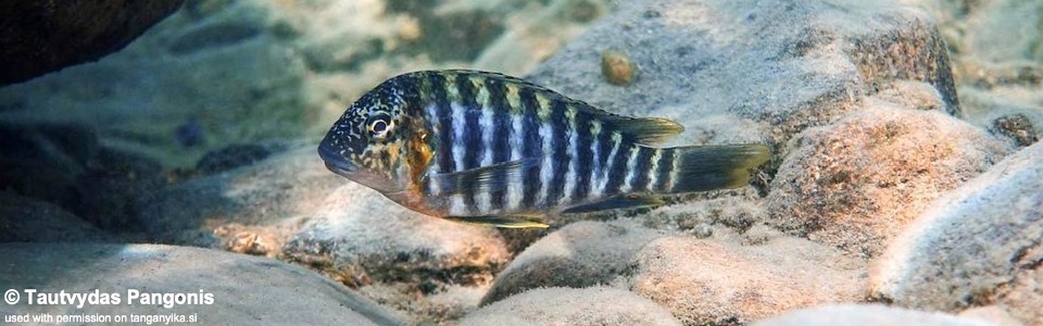 Simochromis diagramma (unknown locality)