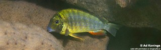 Simochromis diagramma 'Kalambo Lodge'.jpg