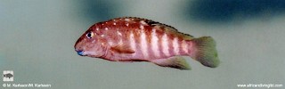 Spathodus sp. 'erythrodon white zaire' Mulungusy Reef.jpg