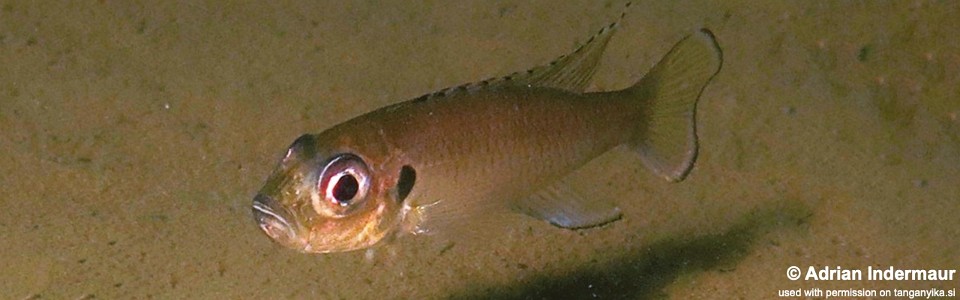 Tangachromis dhanisi 'Chituta Bay'