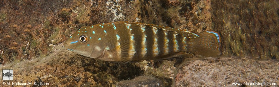 Tanganicodus irsacae 'Cape Kabogo'