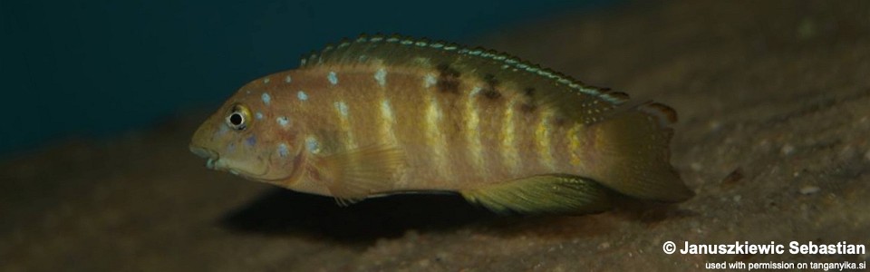 Tanganicodus irsacae 'Kalya'