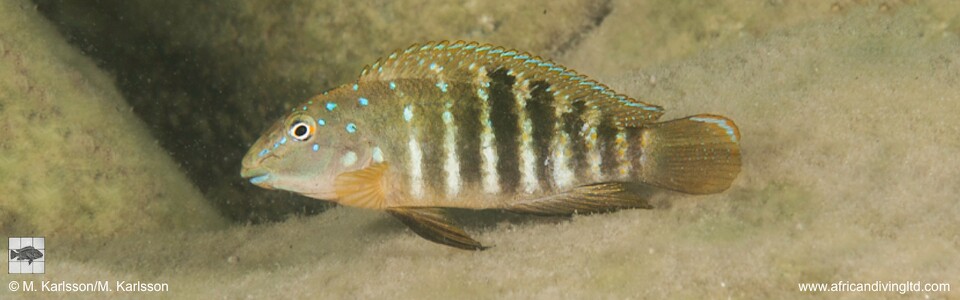 Tanganicodus irsacae 'Maswa Point'