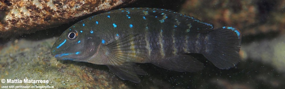 Tanganicodus irsacae 'Miyako Point'