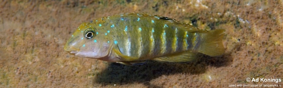 Tanganicodus irsacae 'Nyanza Lac'