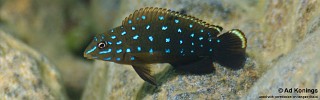 Tanganicodus sp. 'kavalla' Kibige Island.jpg