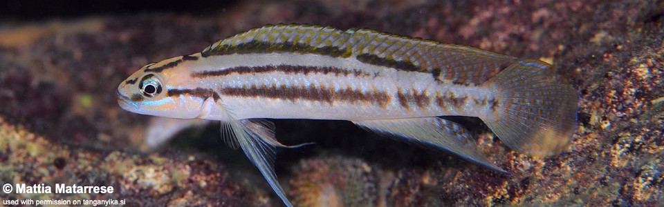 Telmatochromis bifrenatus 'Ifala Village'