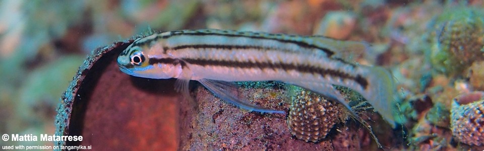 Telmatochromis bifrenatus 'Karilani Island'