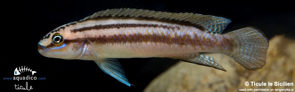 Telmatochromis bifrenatus 'Kashekezi'