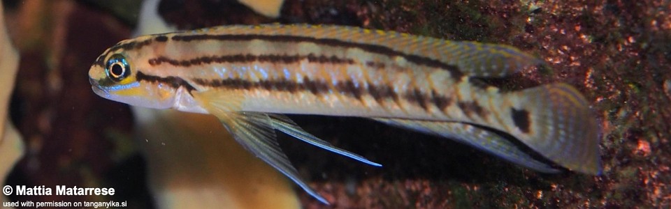 Telmatochromis bifrenatus 'Lubugwe Bay'